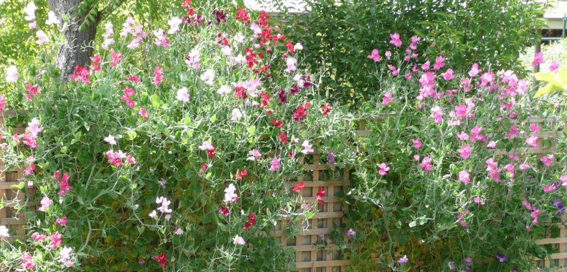 sweet peas in U3A garden